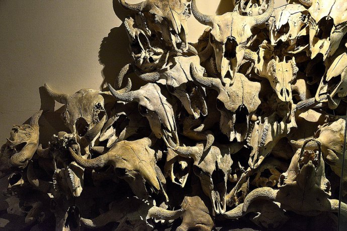 美洲野牛曾被“折腾”到濒临灭绝,北美野牛灭亡了吗