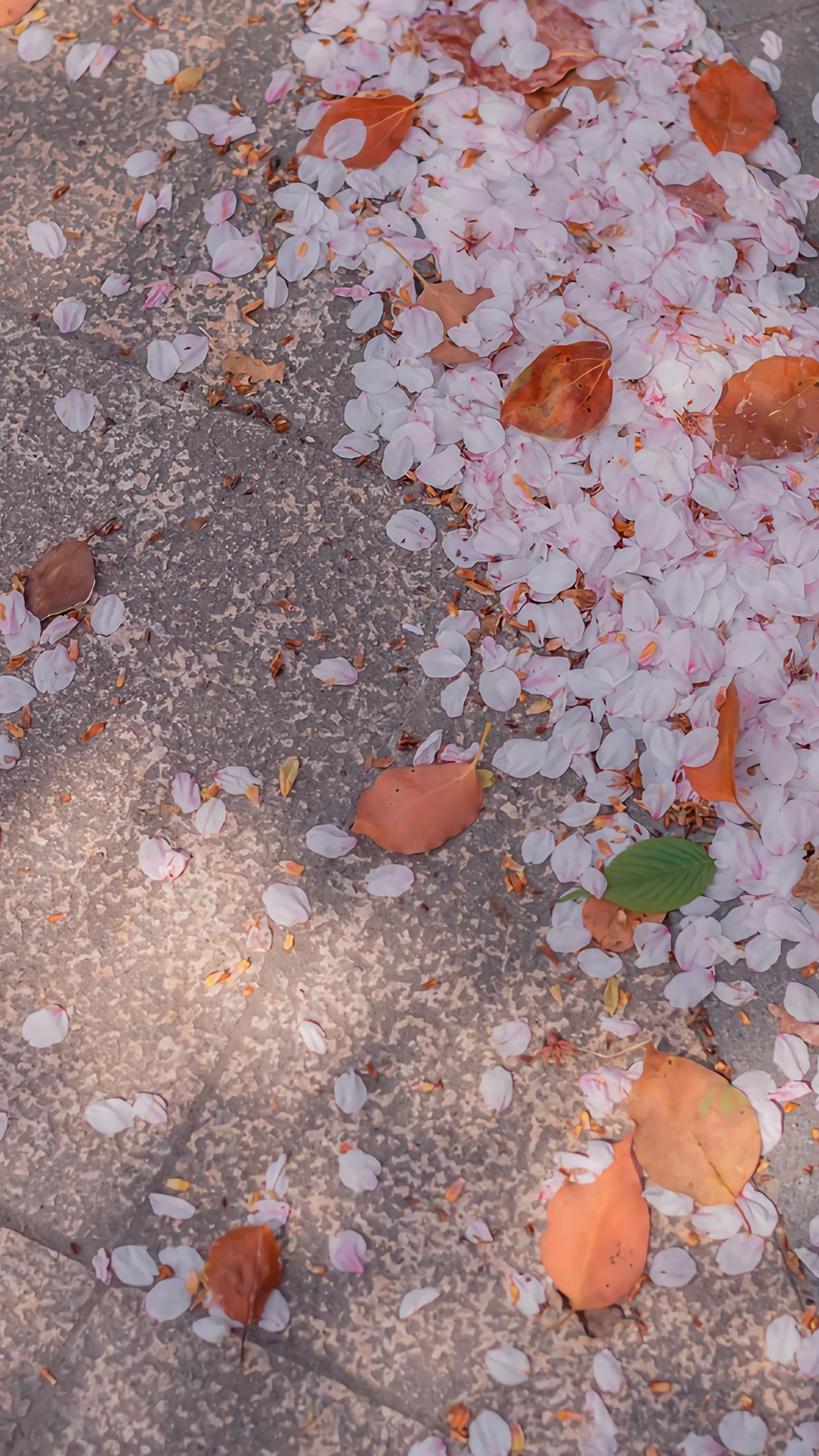 100张绝美壁纸海景,绝美壁纸夕阳窗户