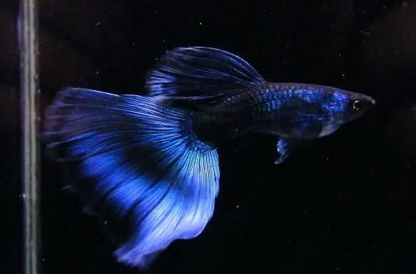 养观赏鱼新手入门教程,新手养观赏鱼养什么鱼好