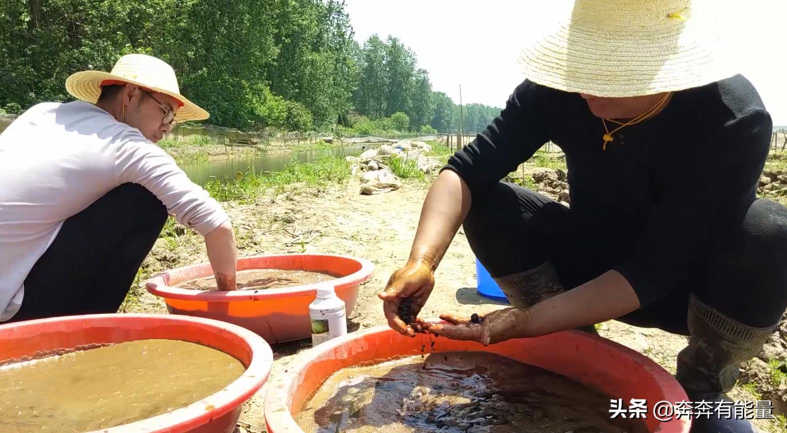 池子水浑浊，15天了蝌蚪还长不大，谁在捣乱？青蛙到了养殖关键期