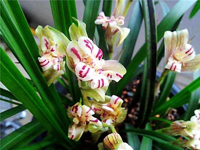 春兰天彭牡丹香味好吗,春兰天彭牡丹兰花简介