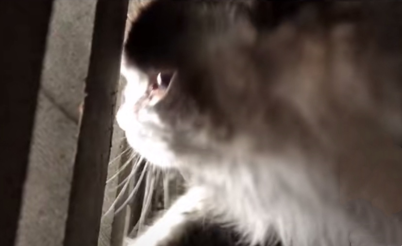 下水道里的猫,向好心人招手,从此改变了猫生
