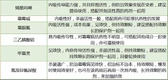 葡萄霜霉病现在用防治吗,葡萄霜霉病不治有什么后果