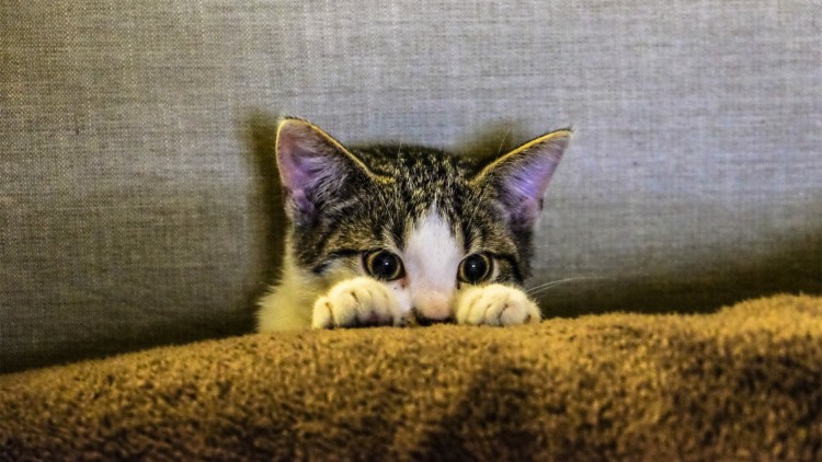 猫咪五种性格类型,猫咪有这6种表现说明你养得好