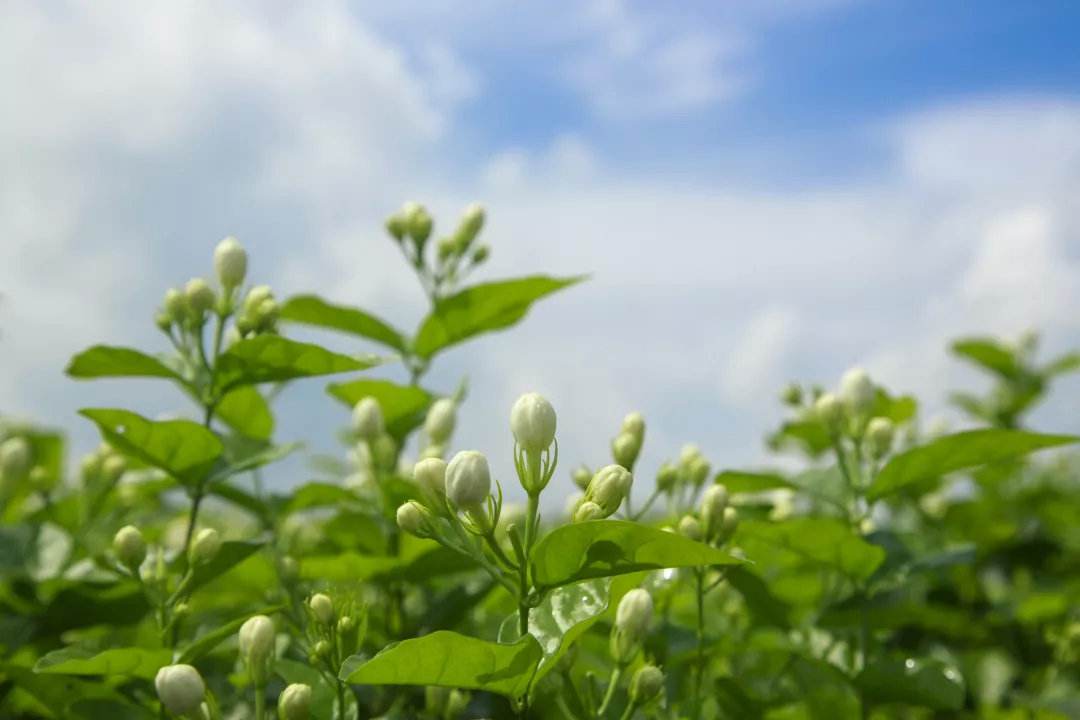 茉莉花茶张一元茉莉春风怎么样？适不适合做一款口粮茶？
