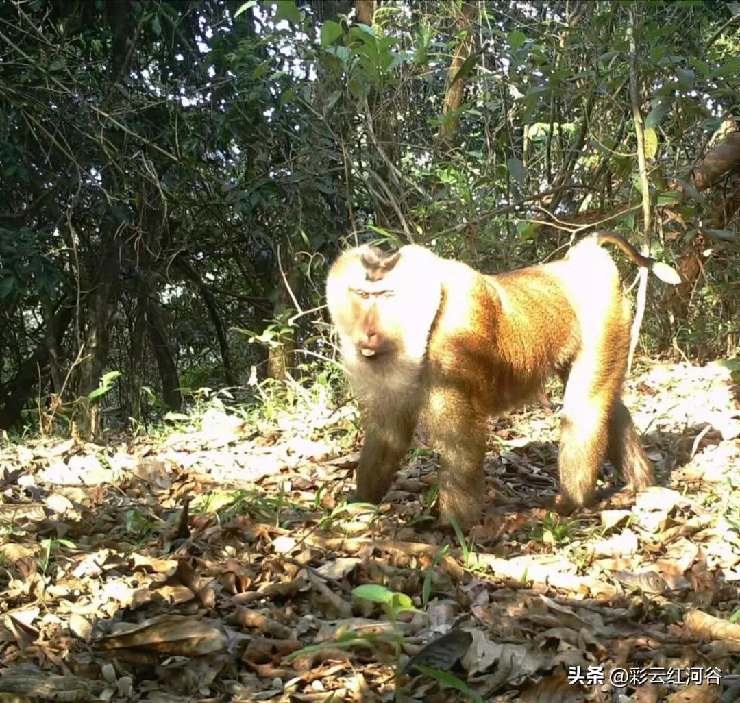 中国云南哪里好看,云南的云彩为什么好看
