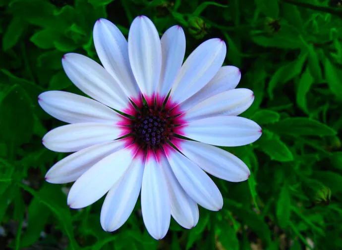 春天开的菊花类花卉大全,春季开花的波斯菊花