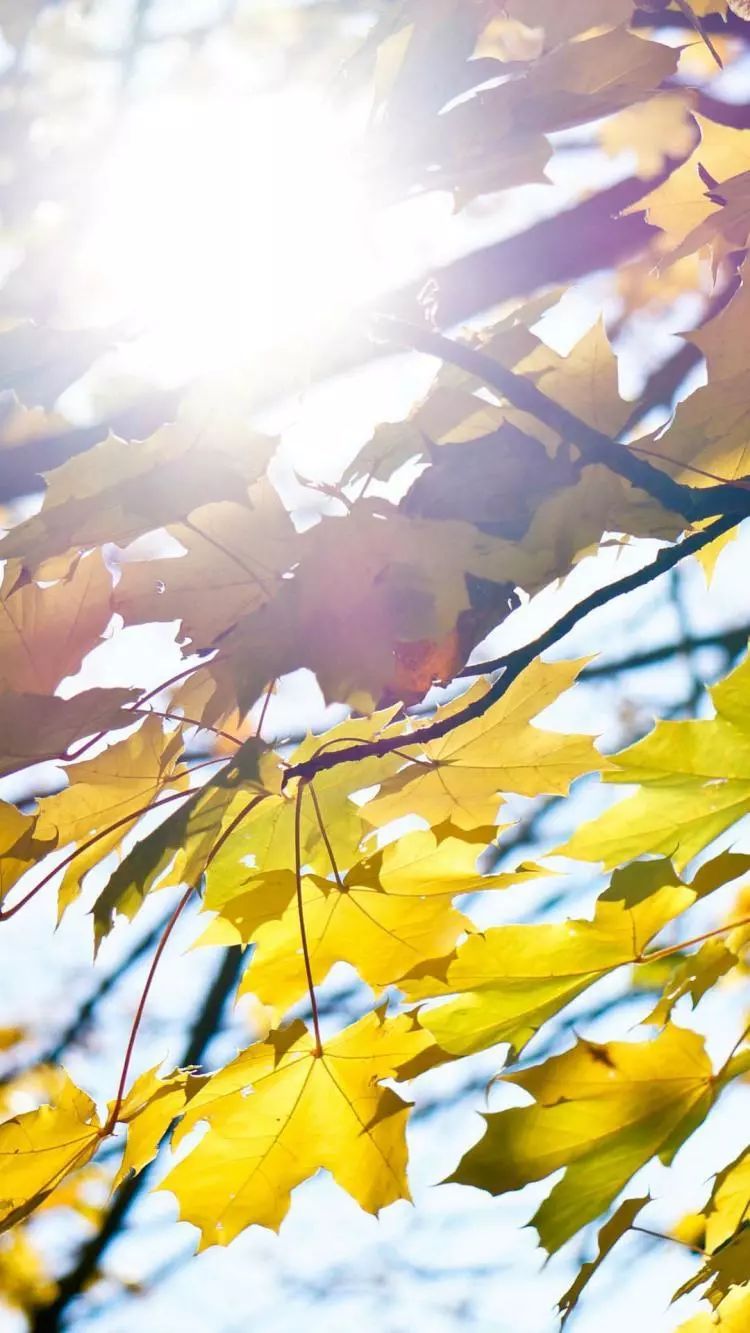 很黄很黄的壁纸,简直亮瞎我的眼!