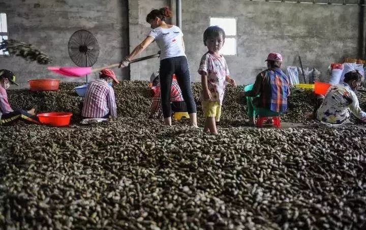 软性毒品一级致癌槟榔,国家规定槟榔是软性毒品吗