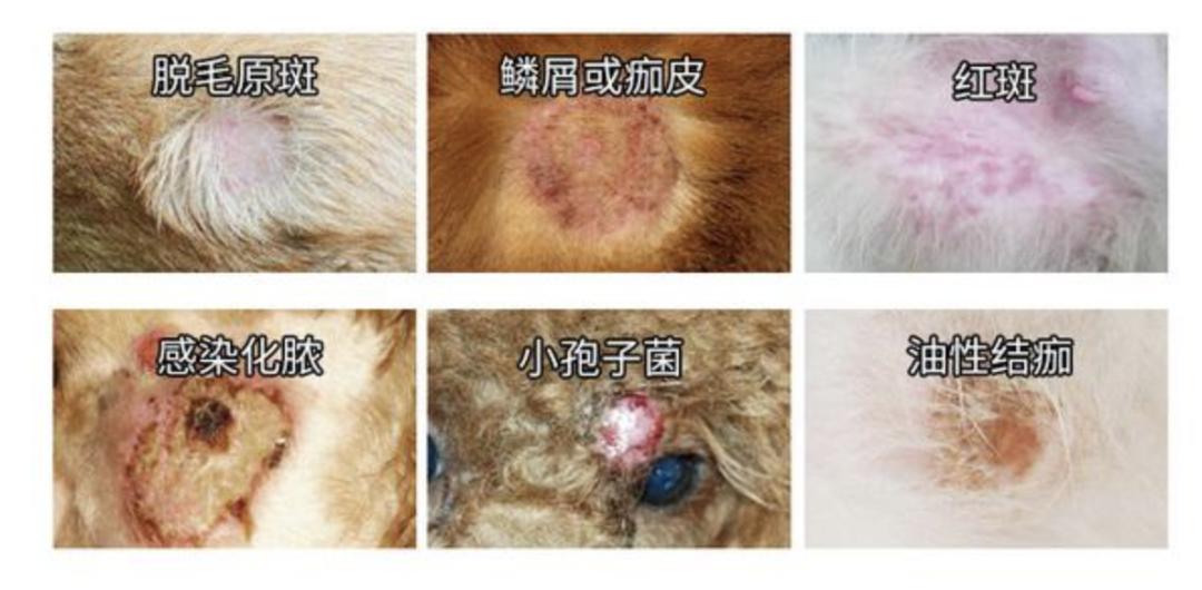 猫癣的预防与治疗论文,治疗猫癣的注意事项