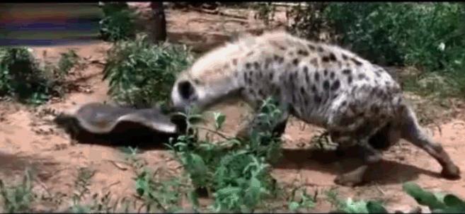 “非洲乱不乱，平头哥说了算”———蜜獾