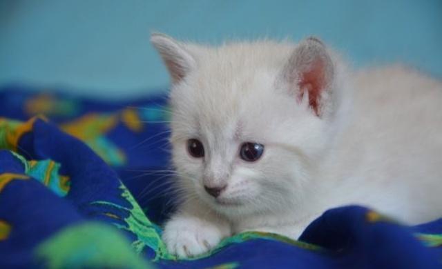 圣诞节送12星座什么礼物天平座,12星座给巨蟹座送礼物