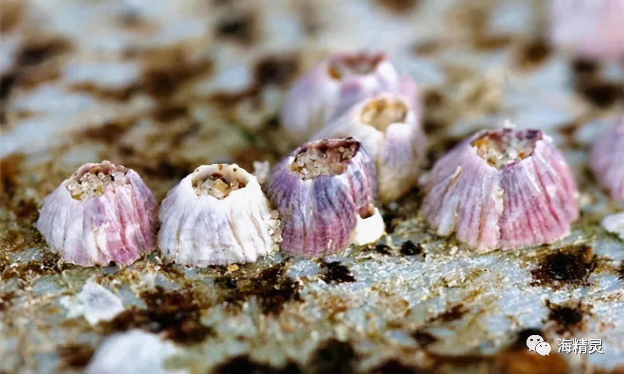 活石上不请自来的“偷渡客”，你们都是谁？