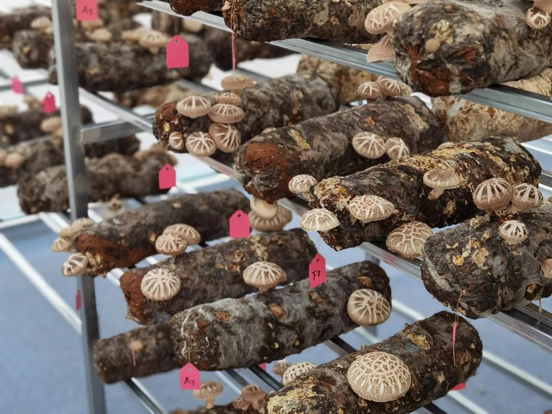 随州十大必买特产,随州特产三宝