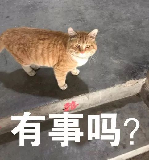 猫圈总结,猫圈玄学刚出生的猫
