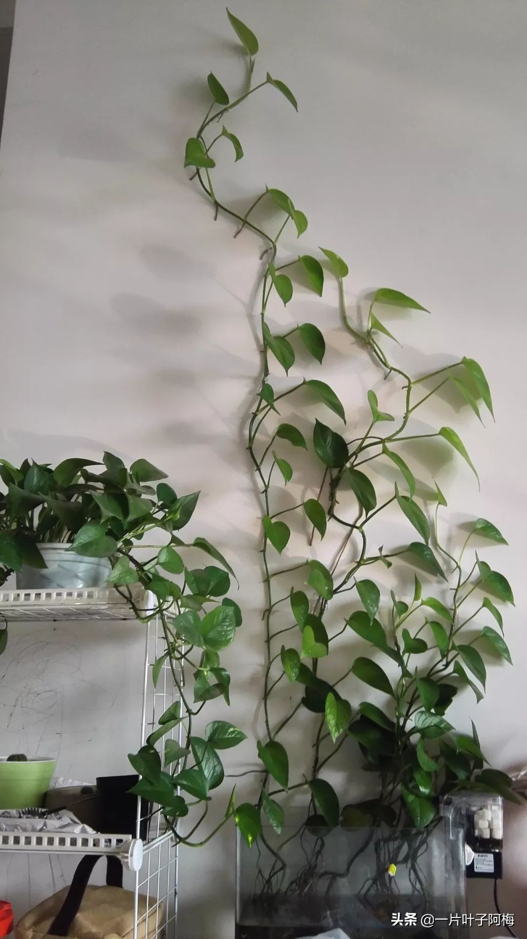 鱼缸不一定只能养鱼，养不活的花丢鱼缸里，沾水立马就疯长