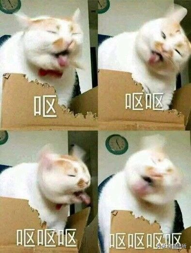 猫咪吃蟑螂该怎么教导,猫咪不小心吃了蟑螂怎么办