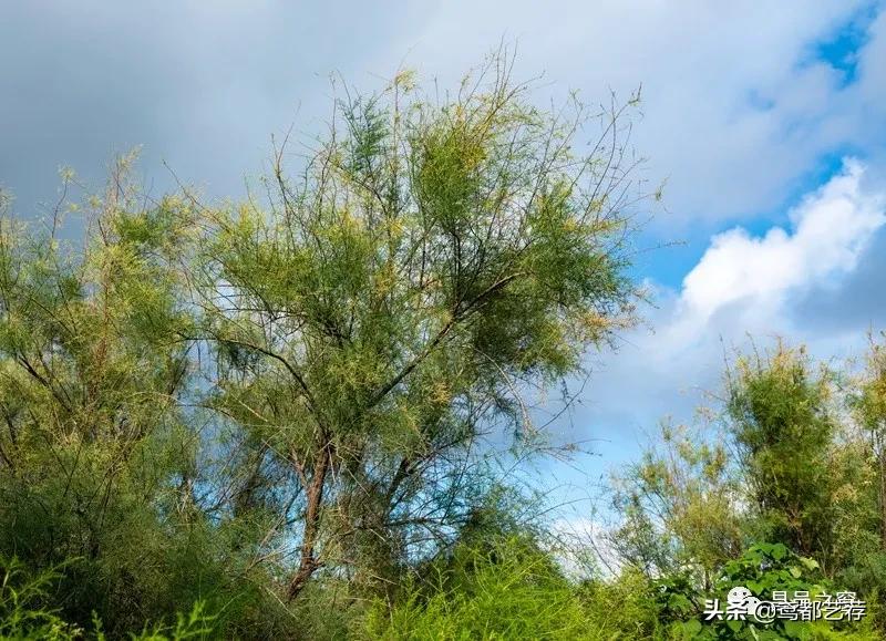 「摄影」昌北有片柽柳林——徐振宁、李发宁作品