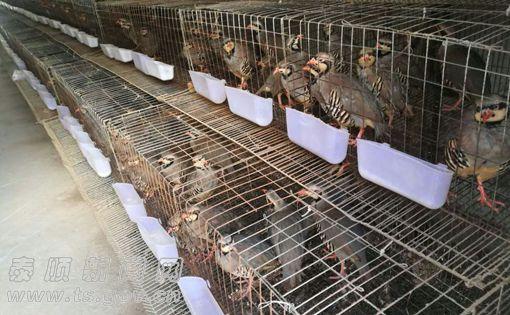 鹧鸪育雏,鹧鸪抚育幼崽