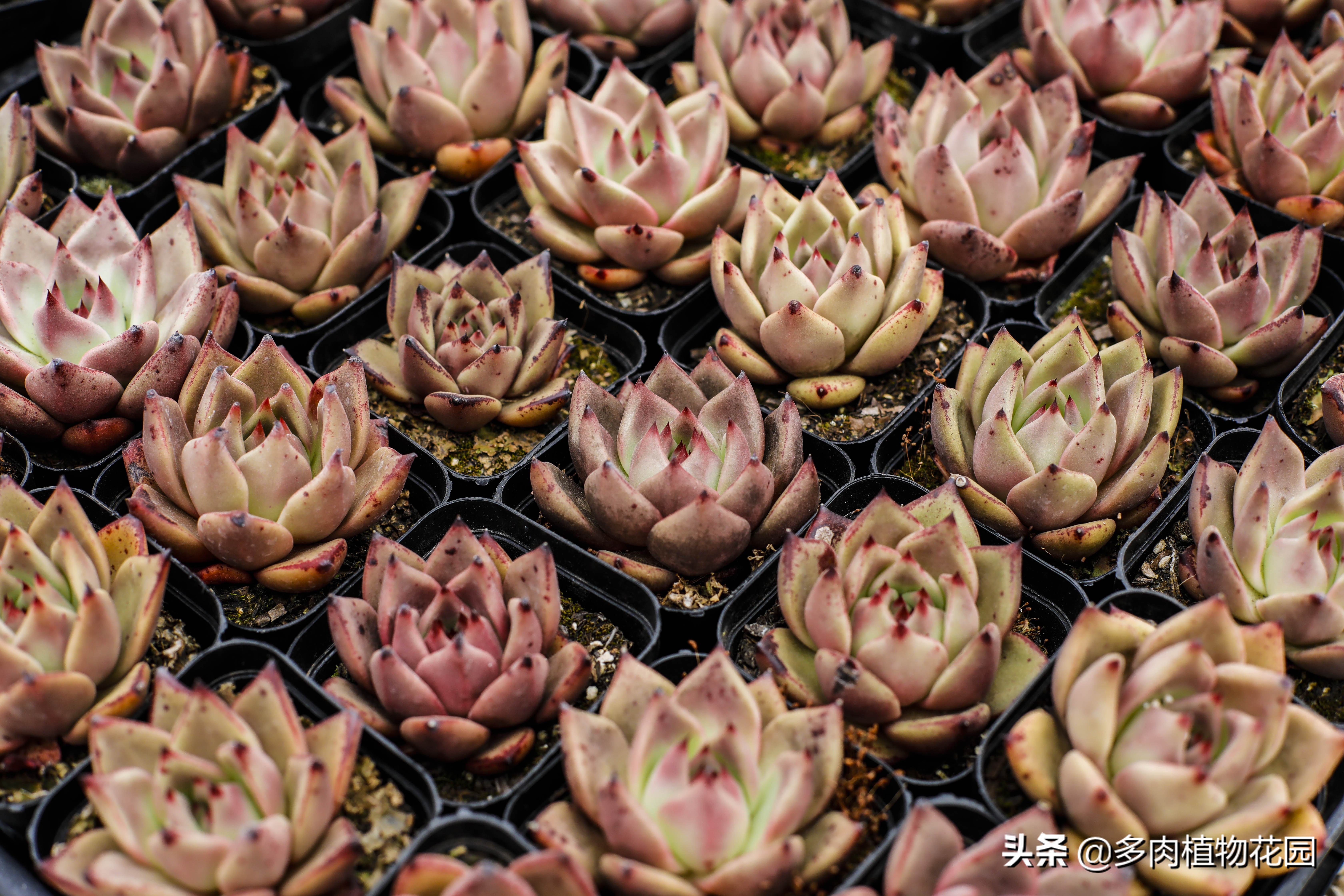 多肉植物为什么大家都喜欢,多肉植物为啥那么多人养