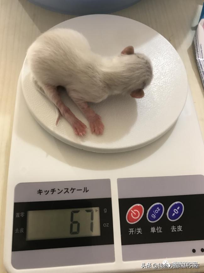 刚生的小猫母猫不在如何照顾,早产没长毛的小猫怎么救活