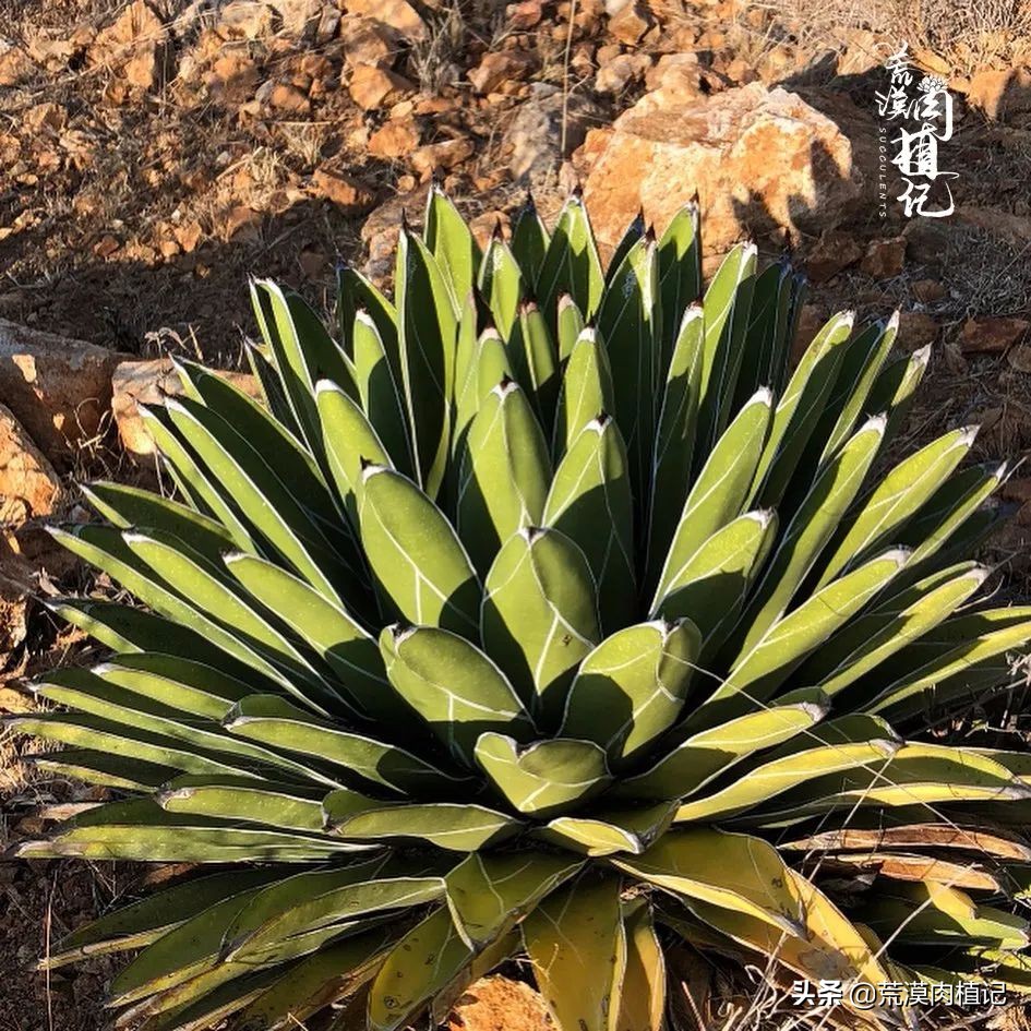 极品龙舌兰,精品龙舌兰欣赏