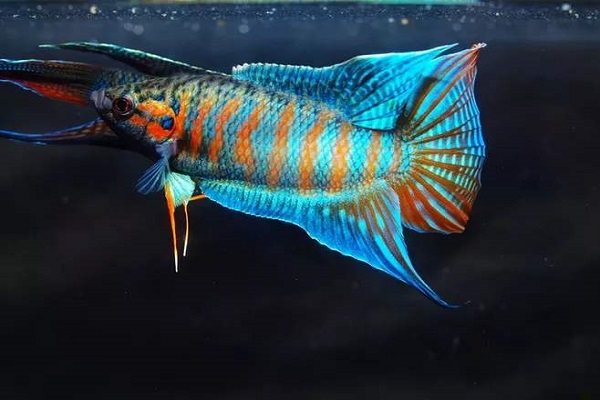 冬天养鱼加热垫好还是加热棒好,冬天大水缸室外养鱼用不用加热棒