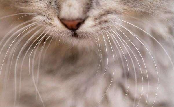你揪过你家猫咪的胡须吗?猫咪胡须的秘密你当真都了解吗?