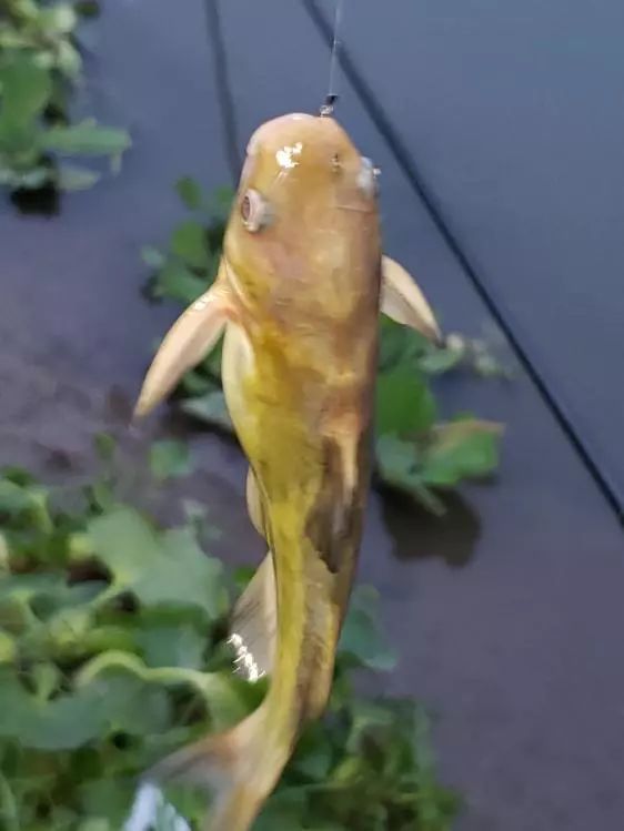 再次探钓朱家河，遭遇“水葫芦大军”