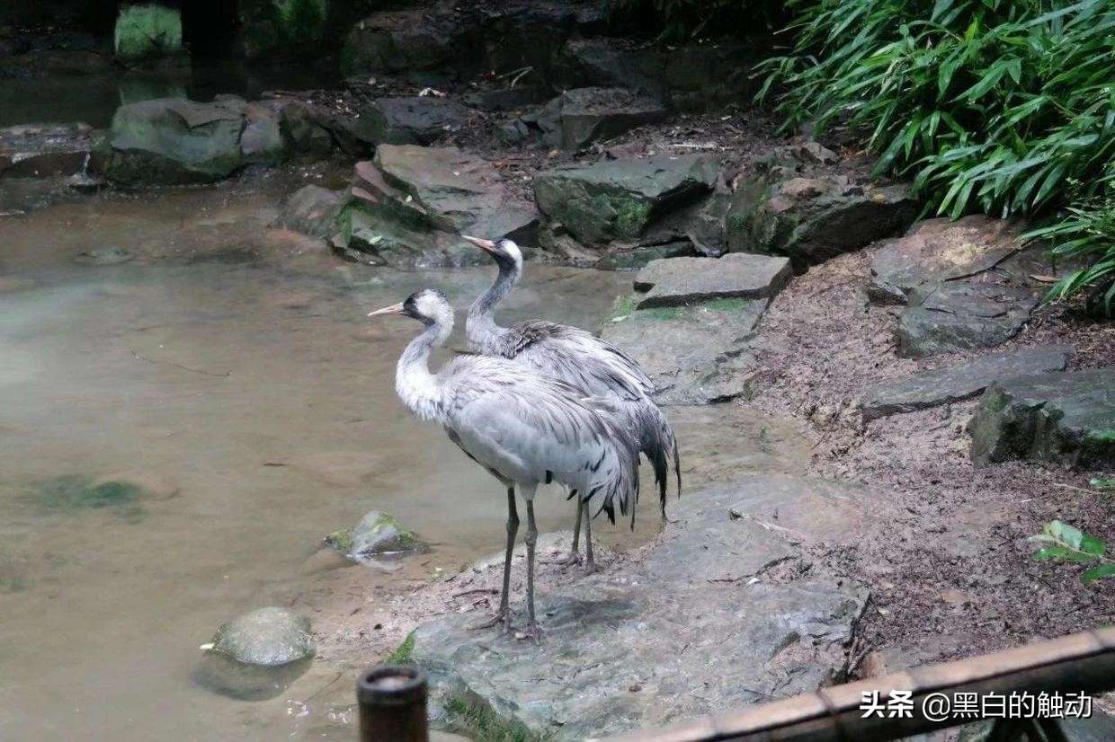 苏州除了拙政园还有哪个园林最好,苏州哪个园林最值得游玩