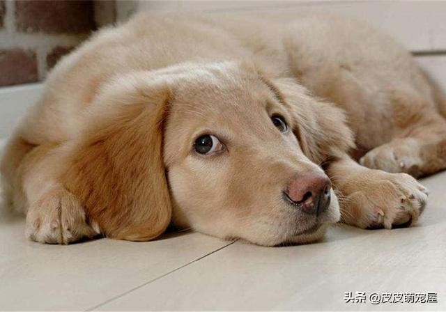 新到家的狗狗可以吃狗粮和喝水吗,纠正狗狗挑食只能喂狗粮吗