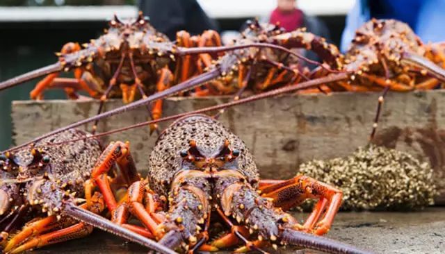 澳洲龙虾出口到中国多少钱一斤,澳洲龙虾进口批发市场