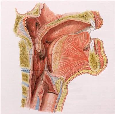 怎么和打呼的人一起睡,跟打呼的人在一起睡不着怎么办