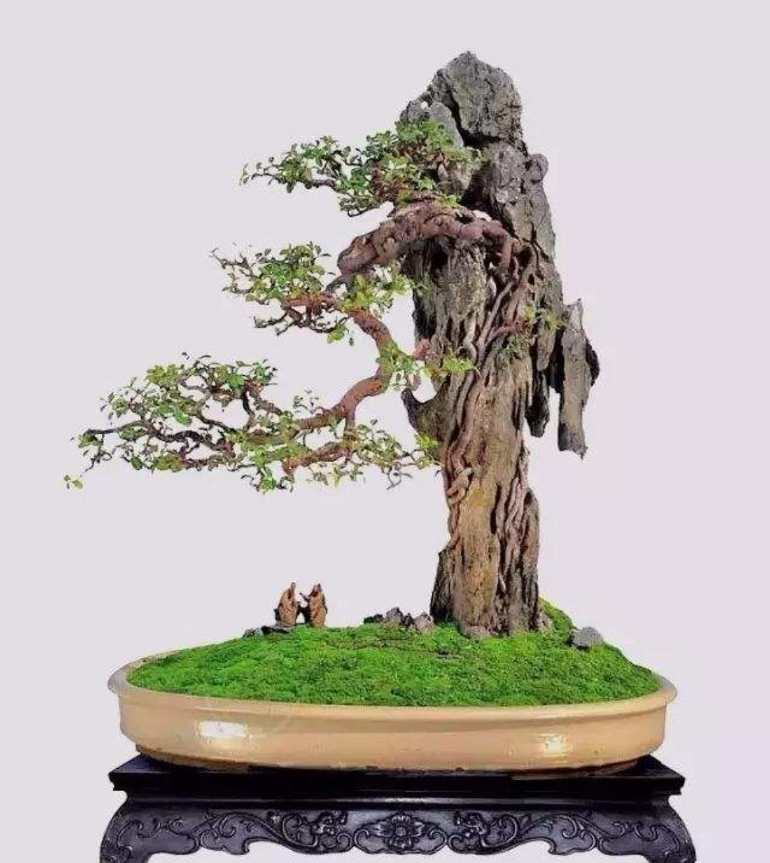 适合做附石盆景的植物,附石盆景如何固定石头