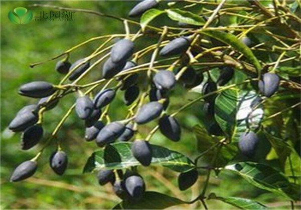 乌榄特征,乌榄广东