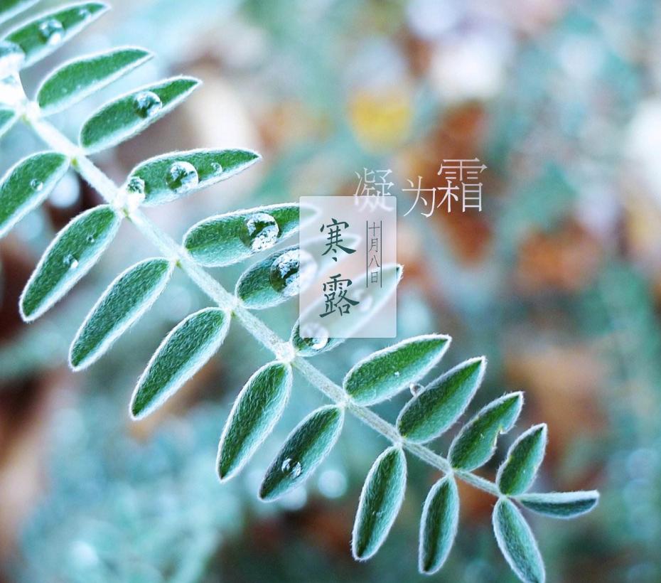 「诗词鉴赏」秋深寒露候，古诗词里的寒露，静看秋意渐浓