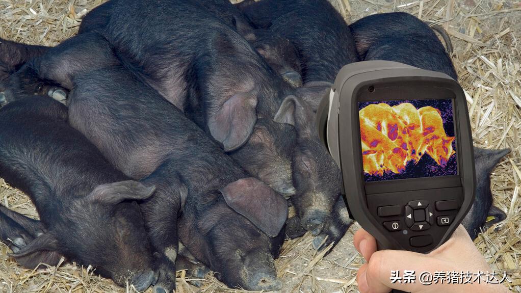 猪热应激是怎么造成的,解决猪热应激见效最快的办法