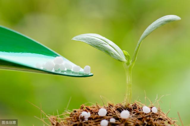 砂仁种植技术和方法,怎样使砂仁高产