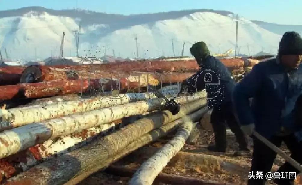 木材的主要缺陷,木材缺陷有哪些