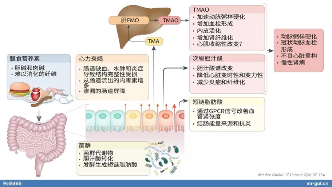 热心肠先生益生菌视频大全,热心肠先生全集