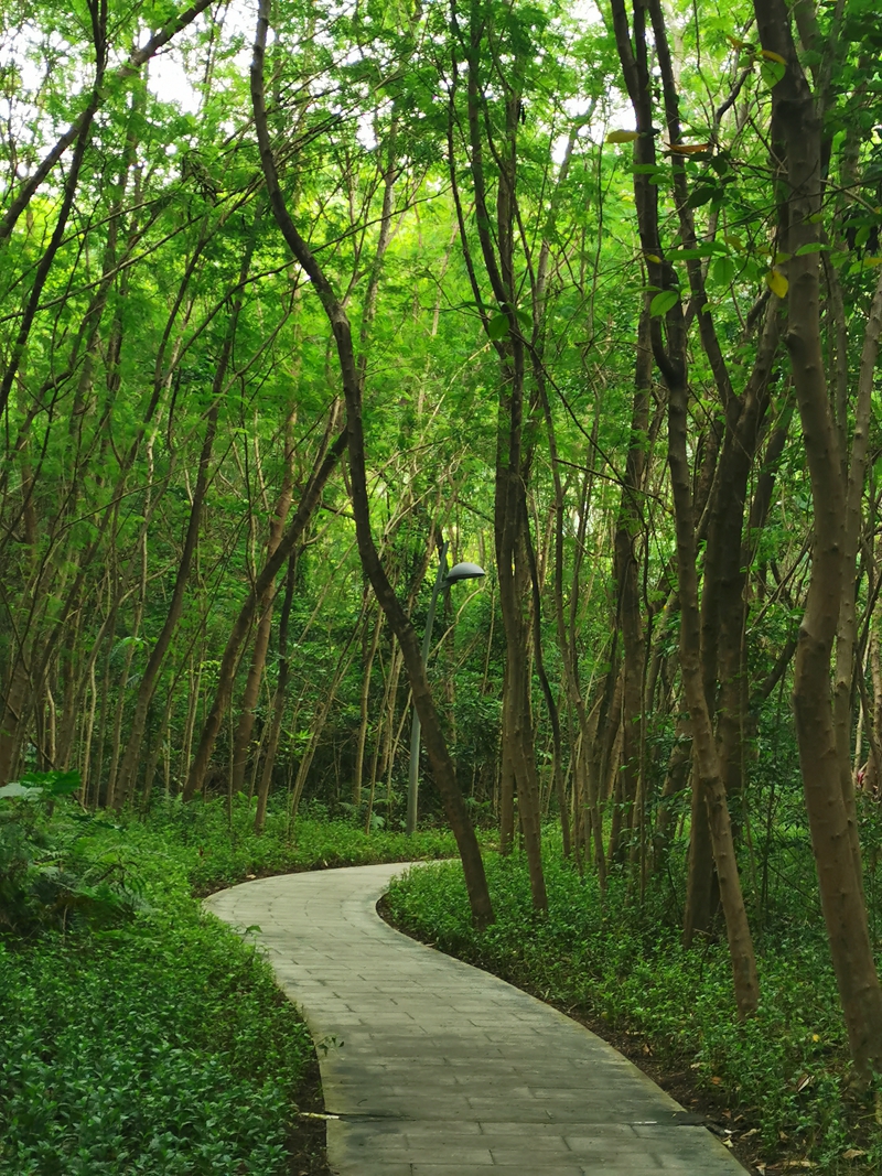 香港中文大学深圳学院校园风景,香港中文大学深圳校区校园环境