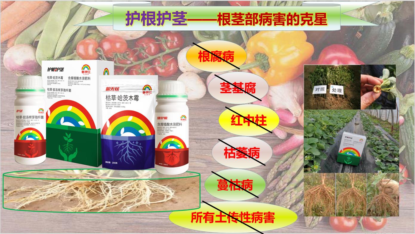 大姜劈库是啥原因,大姜劈杆怎么回事