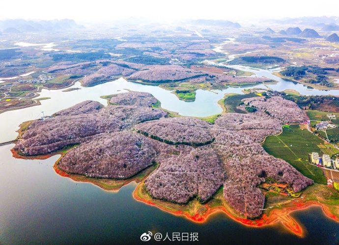 几月赏樱花最好,最美赏樱攻略大全