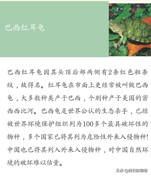 野生龟和饲养龟哪种好,养龟最好是要买哪种龟