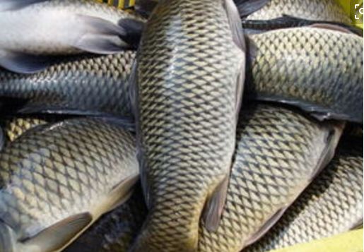 怎么防治草鱼肠炎病毒感染,草鱼肠炎病怎么治疗