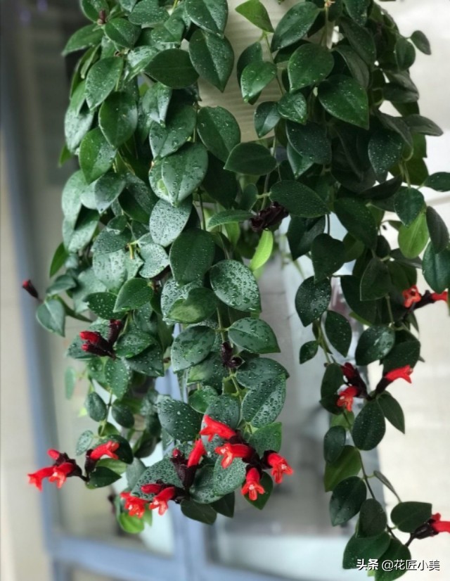 口红吊兰夏季哗哗掉叶子怎么办,口红吊兰叶子发黄掉落是怎么回事