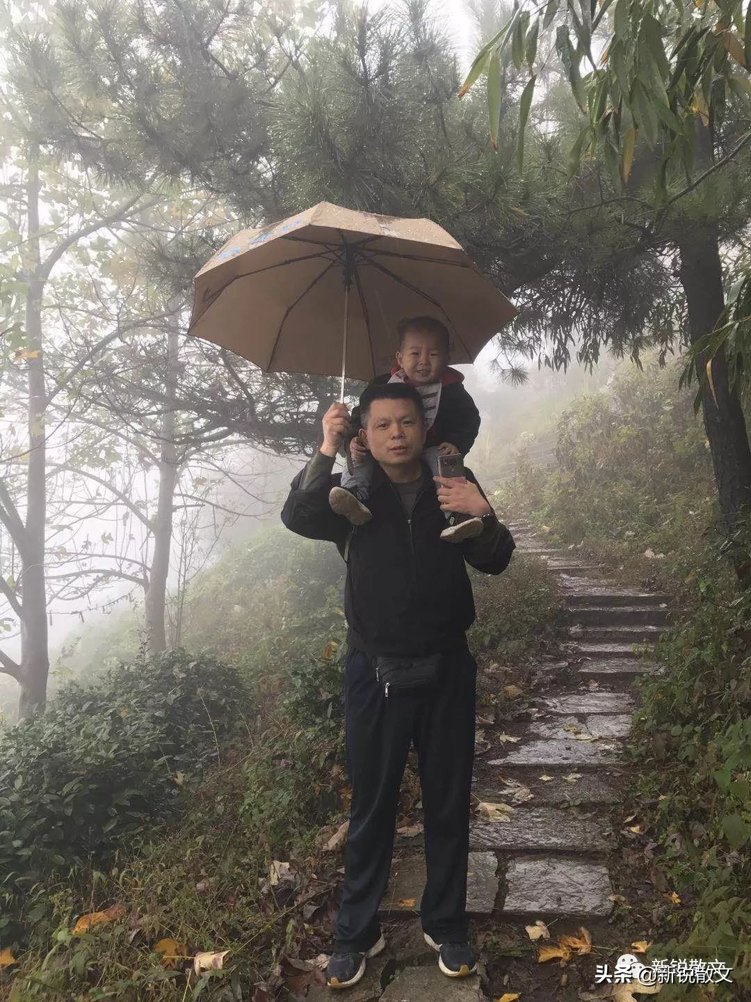 芒果树的叶子都变软了,芒果树结果树叶变黄