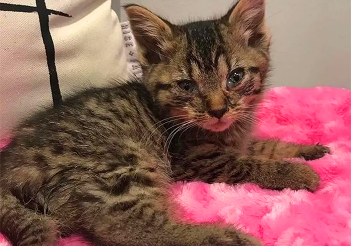 猫咪脊椎骨裂会瘫痪吗,猫咪脊椎错位会导致歪头吗