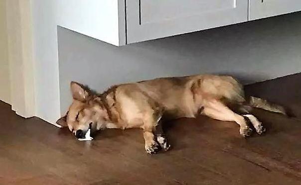 狗狗常见的病怎么预防,狗狗生病了怎么预防