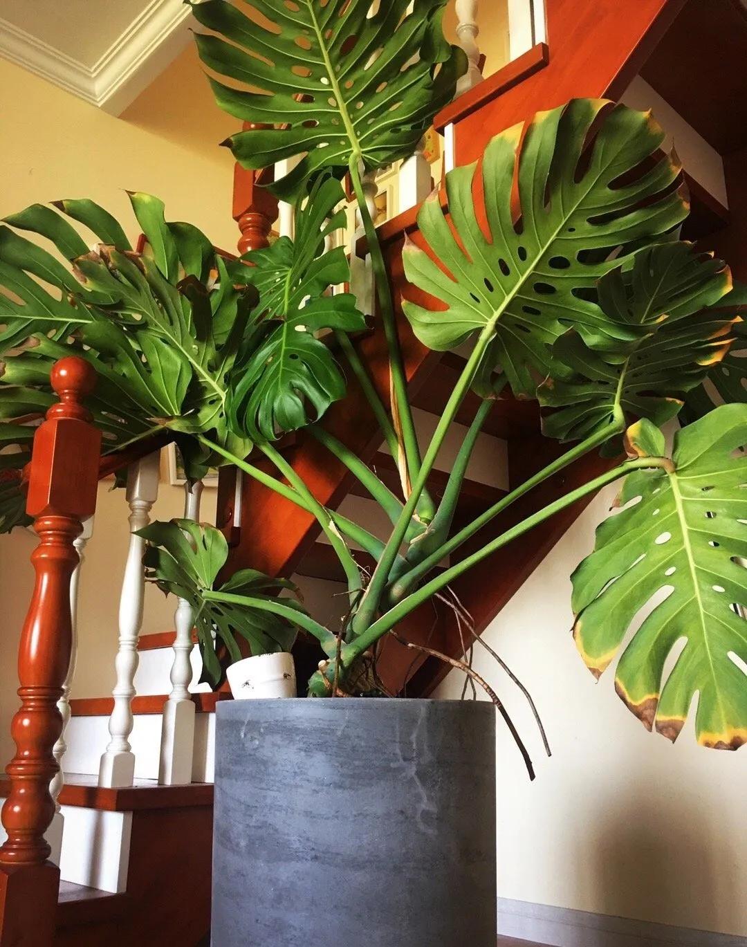 90岁的阿婆，养了株20年的龟背竹，冲上三层楼！霸气镇宅！